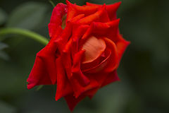 photo "***"