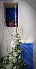 photo "in the street"
