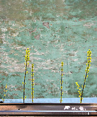 photo "***"