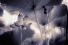 photo "***"
