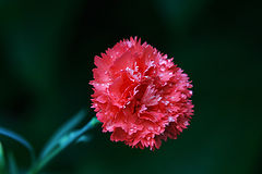 photo "***"