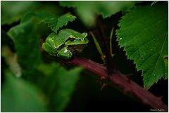  European tree frogs