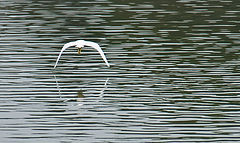 photo "Hunting"