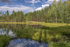 фото "Лесное озеро"