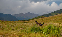 фото "Приволье"