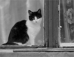 photo "***"
