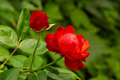 photo "***"