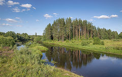 фото "Сосновый бор у реки"