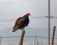  Turkey Vulture