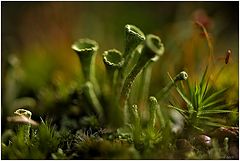  Cladonia fimbriata