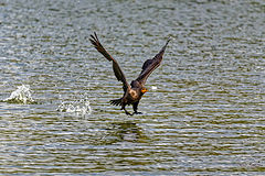  Double-crested cormorant