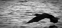photo "flying"