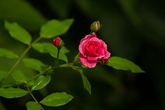 photo "***"