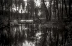 фото "Невский лесопарк (3)"