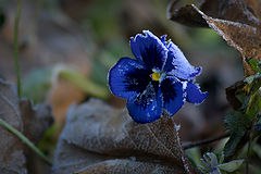 photo "***"
