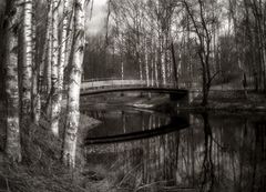 фото "Невский лесопарк (4)"