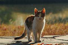 photo "***"