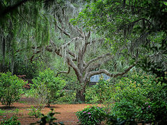 photo "Live Oak BrookGreen Gardens South Carolina"