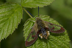    Hemaris fuciformis