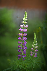 photo "***"
