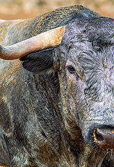  Spanish fighting bull