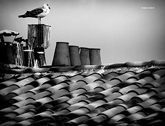 photo "sentinel"