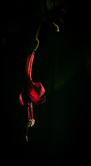 photo "***"