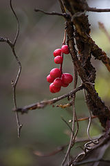 photo "***"
