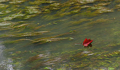 photo "***"