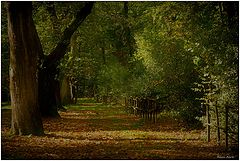 photo "***"