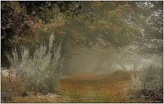 photo "***"