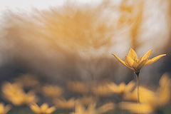 photo "***"
