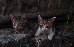photo "***"
