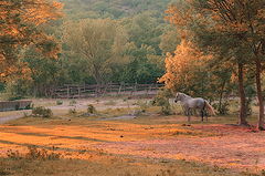 photo "Grey horse"