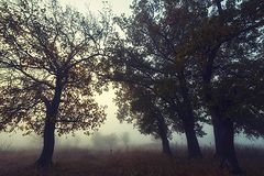 photo "***"
