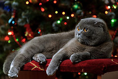 photo "Christmas kitty photo"