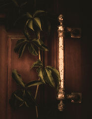 фото "***"