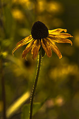 photo "***"