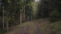 фото "Хвойный лес"
