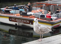 photo "the ugly duckling missing.."