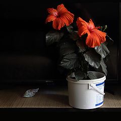 photo "***"