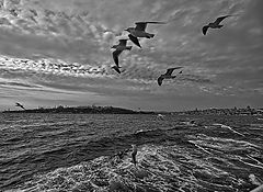 photo "Seagulls over Bosphorus"