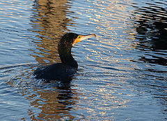 фото "Cormorant Out of the water"