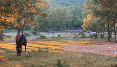 photo "the horses"