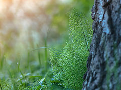 photo "***"