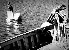 photo "cormorant"