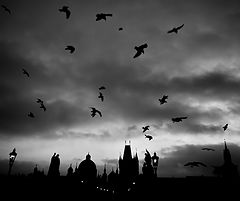 фото "Утренние птицы"