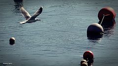 фото "in the port"