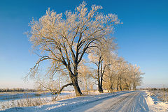 фото "Зимний наряд"