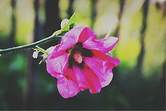 photo "#цветок#природа#вечер"